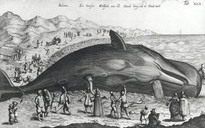 Dead Whale